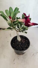 ENXERTO 12541 – 20cm (cor LM 988) - Imagem 6