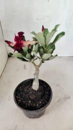 ENXERTO 12541 – 20cm (cor LM 988) - Imagem 5