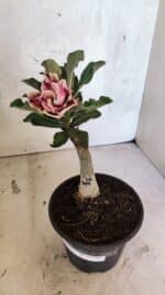 ENXERTO 12542 – 20cm (cor LM 977) - Imagem 2