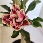 ENXERTO 12542 – 20cm (cor LM 977)