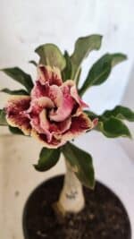 ENXERTO 12542 – 20cm (cor LM 977)