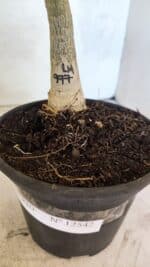 ENXERTO 12542 – 20cm (cor LM 977) - Imagem 5