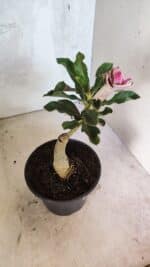 ENXERTO 12542 – 20cm (cor LM 977) - Imagem 4