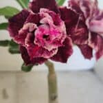 ENXERTO 12543 – 20cm (cor LM 976)