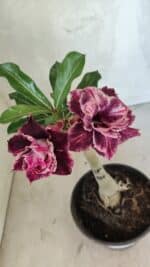 ENXERTO 12543 – 20cm (cor LM 976) - Imagem 4