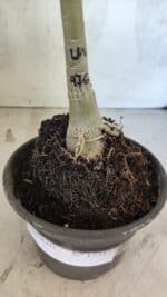 ENXERTO 12543 – 20cm (cor LM 976) - Imagem 6