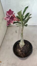 ENXERTO 12543 – 20cm (cor LM 976) - Imagem 5