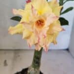 ENXERTO 12544 – 20cm (cor LM 979)