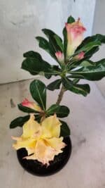 ENXERTO 12544 – 20cm (cor LM 979) - Imagem 4