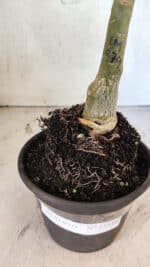 ENXERTO 12544 – 20cm (cor LM 979) - Imagem 7