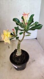 ENXERTO 12544 – 20cm (cor LM 979) - Imagem 6