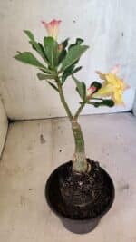 ENXERTO 12544 – 20cm (cor LM 979) - Imagem 5