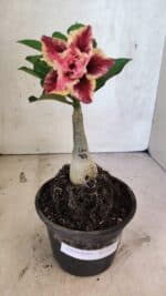 ENXERTO 12545 – 20cm (cor LM 964) - Imagem 2