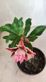 ENXERTO 12545 – 20cm (cor LM 964) - Imagem 4