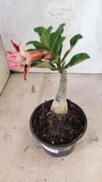 ENXERTO 12545 – 20cm (cor LM 964) - Imagem 6