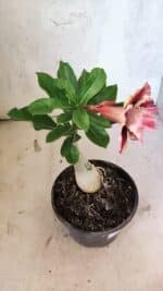 ENXERTO 12545 – 20cm (cor LM 964) - Imagem 5