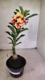 ENXERTO 12546 – 25cm (cor LM 474) - Imagem 2