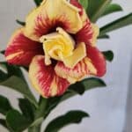 ENXERTO 12546 – 25cm (cor LM 474)