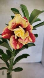 ENXERTO 12546 – 25cm (cor LM 474)