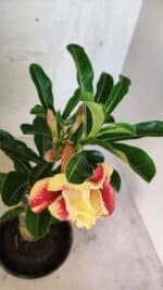 ENXERTO 12546 – 25cm (cor LM 474) - Imagem 4