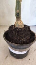 ENXERTO 12546 – 25cm (cor LM 474) - Imagem 6