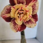 ENXERTO 12547 – 25cm (cor LM 1012)