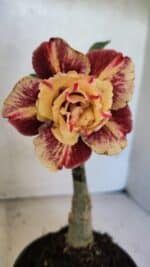 ENXERTO 12547 – 25cm (cor LM 1012)