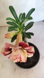 ENXERTO 12547 – 25cm (cor LM 1012) - Imagem 4