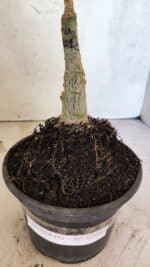 ENXERTO 12547 – 25cm (cor LM 1012) - Imagem 8