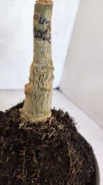 ENXERTO 12547 – 25cm (cor LM 1012) - Imagem 7