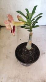 ENXERTO 12547 – 25cm (cor LM 1012) - Imagem 6