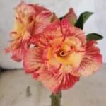 ENXERTO 12548 – 20cm (cor LM 582)