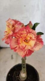 ENXERTO 12548 – 20cm (cor LM 582)