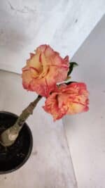 ENXERTO 12548 – 20cm (cor LM 582) - Imagem 7