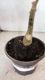 ENXERTO 12548 – 20cm (cor LM 582) - Imagem 6