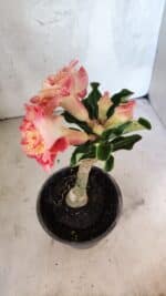 ENXERTO 12548 – 20cm (cor LM 582) - Imagem 5