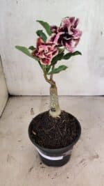 ENXERTO 12549 – 20cm (cor LM 977) - Imagem 2