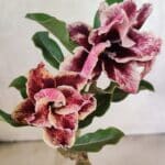 ENXERTO 12549 – 20cm (cor LM 977)