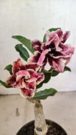 ENXERTO 12549 – 20cm (cor LM 977)