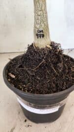 ENXERTO 12549 – 20cm (cor LM 977) - Imagem 5