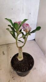 ENXERTO 12549 – 20cm (cor LM 977) - Imagem 4