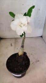 ENXERTO 12550 – 20cm (cor LM 615) - Imagem 2