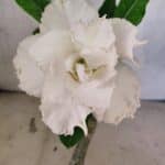 ENXERTO 12550 – 20cm (cor LM 615)