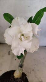 ENXERTO 12550 – 20cm (cor LM 615)