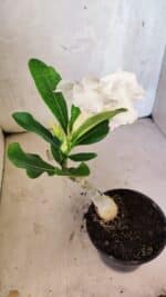 ENXERTO 12550 – 20cm (cor LM 615) - Imagem 5