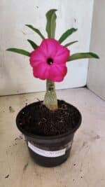 ENXERTO 12551 – 20cm (cor LM 384) - Imagem 2