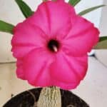 ENXERTO 12551 – 20cm (cor LM 384)