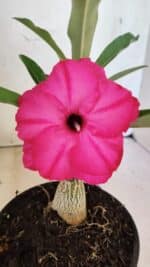 ENXERTO 12551 – 20cm (cor LM 384)