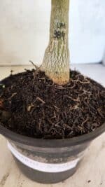 ENXERTO 12551 – 20cm (cor LM 384) - Imagem 5