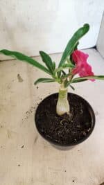 ENXERTO 12551 – 20cm (cor LM 384) - Imagem 4